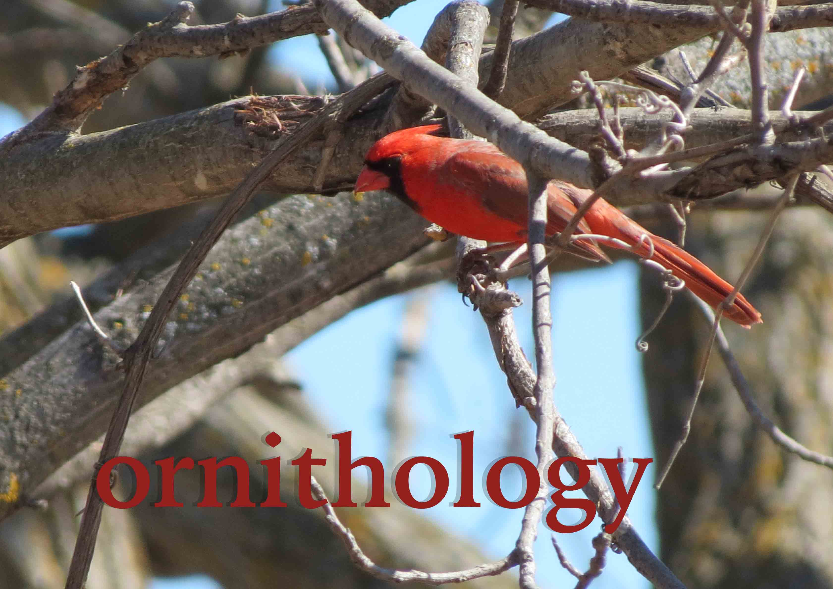 ornithology