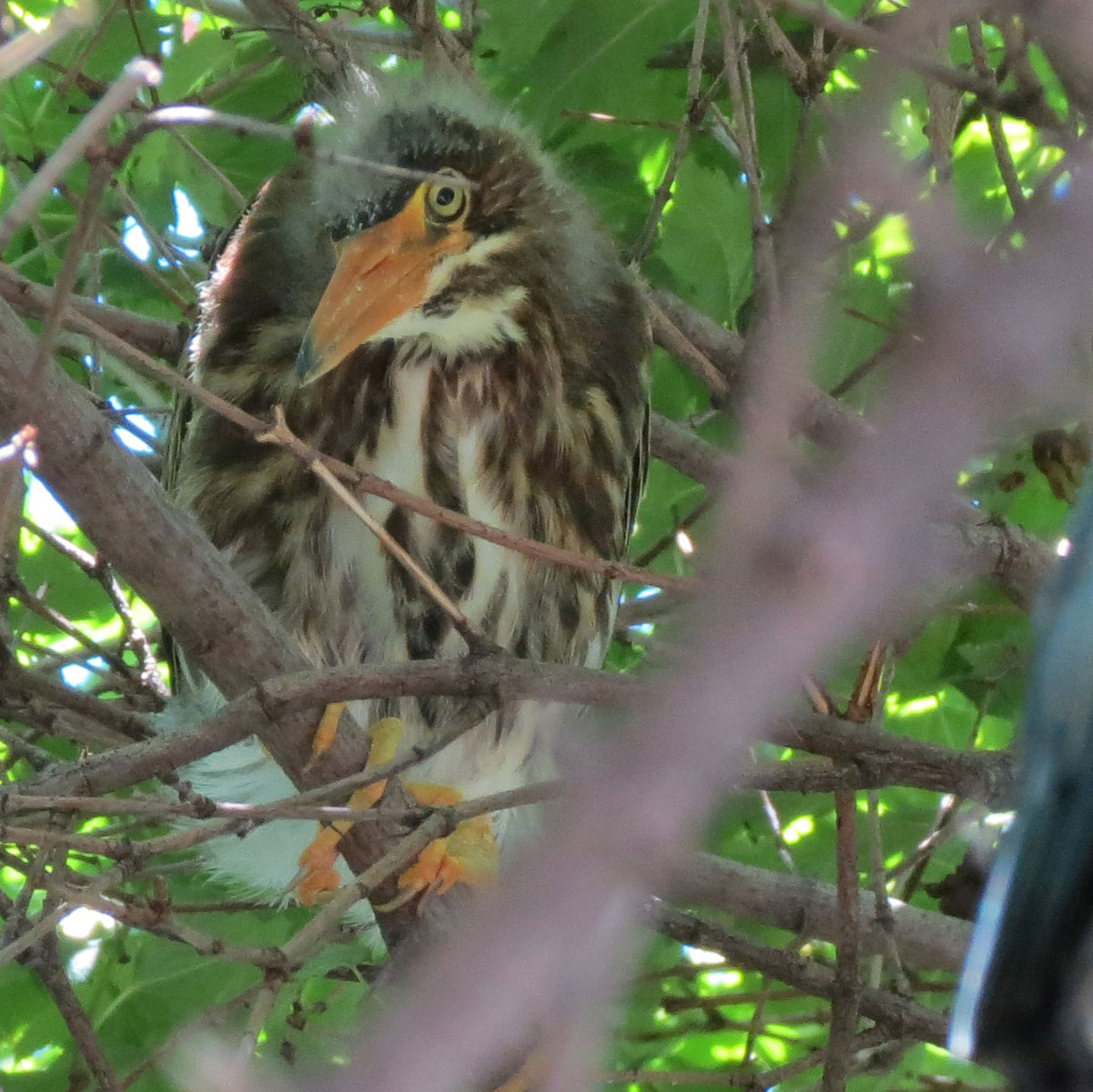 A green heron keeping a close eye on me as I am taking photographs of it.
