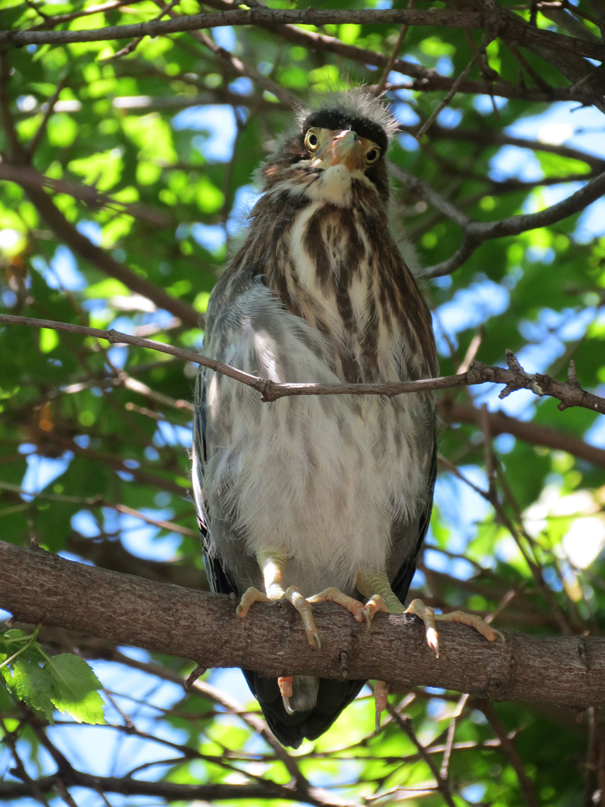 A green heron sitting on a tree branch near it's nest.